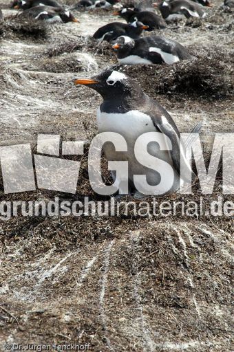 Eselspinguin (24 von 97).jpg